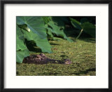 Alligator In The Swamp