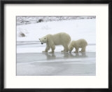 Polar Bear & Cub In Churchill  Manitoba