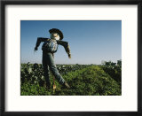 A smiling scarecrow stands guard over pumpkin fields