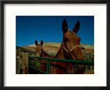 Mules on a farm