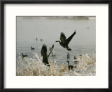 Canada geese land on the water