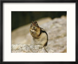 Close view of a chipmunk