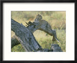 A leopard relaxes on a fallen tree branch