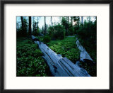 Ponderosa pine logs lie in a field of bear clover