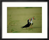 Vocalizing black skimmer birds