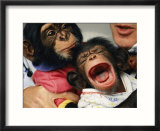 AIDS research using chimpanzees as research subjects