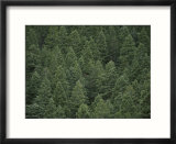 An elevated view of an evergreen forest