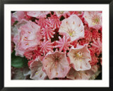 Close view of blossoming mountain laurel