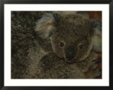 A juvenile koala clings to its mother in eastern Australia
