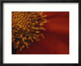 Close view of a zinnia
