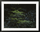 Ferns growing in the Olympic Peninsulas temperate rain forest