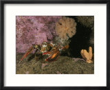 An American or northern lobster near sponges and anemones