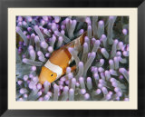 Clown anemonefish in sea anemone  Sipadan Island  East Malaysia