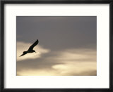 Flying seagull in silhouette