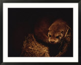 A rare European otter peers into the light from its den