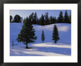 Evergreens grace a snowy landscape
