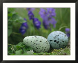 A speckled thick-billed murres egg nestled among purple wildflowers