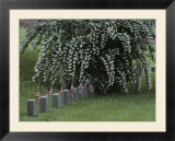 Union army tombstones with American flags at Fredericksburg