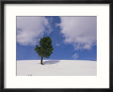 A lone whitebark pine tree on a snowy hill