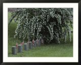 Union army tombstones with American flags at Fredericksburg