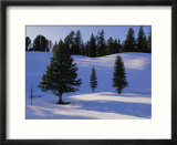 Evergreens grace a snowy landscape