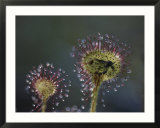 A dead mosquito rests on an insectivorous round-leaved sundew