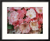 Close view of blossoming mountain laurel