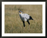 Secretary bird