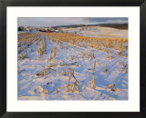 Corn stubble in a wintery Pennsylvania landscape