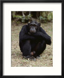A close-up of one of the many chimpanzees at Gombe Stream National Park