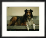 A shetland sheepdog on the back step of a home in Lincoln  Nebraska