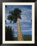 A ponderosa pine tree