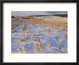 Corn stubble in a wintery Pennsylvania landscape