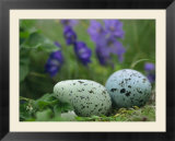 A speckled thick-billed murres egg nestled among purple wildflowers