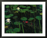 A Cuban crocodile lurks almost concealed among water lily pads and blossoms