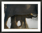 Baby elephant seen beneath an adult