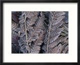 Close-up of frosted leaf fronds