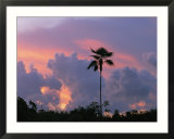 A palm tree silhouetted against a colorful Cuban sunset