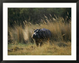 Hippo in the grass