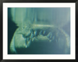 An underwater close-up view of a crocodiles mouth focusing on its teeth