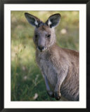 A close view of a kangaroo