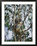 A koala bear rests atop tree branches