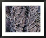Close-up of frosted leaf fronds