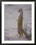 A yellow mongoose stands on its hind legs to survey the surrounding area
