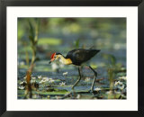 A comb crested jacana hunts for food among lily pads