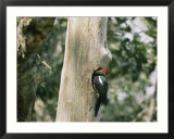 A pileated woodpecker finds a resting spot in the hole of a dead tree