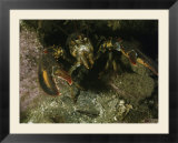 An American lobster in an aggressive stance