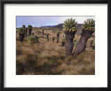 Meadows and Groundsel Trees  Mt Kilimanjaro  Tanzania