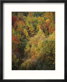 A bicyclist rides a trail through a wooded area in autumn