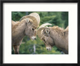 Two young bighorn sheep come face to face